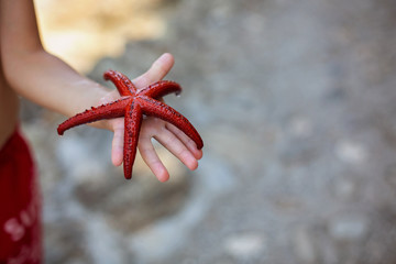 Little boy holding red five point starfish in his hands on the b