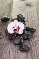 Fototapeta na wymiar White Phalaenopsis orchid and black stones on weathered wood background 