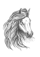 Horse head sketch with wavy mane © Vector Tradition
