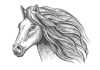 Mare or stallion young horse head sketch with mane © Vector Tradition