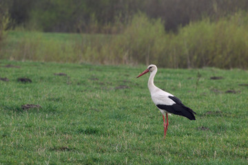 Obraz na płótnie Canvas Stork staying on the green grass