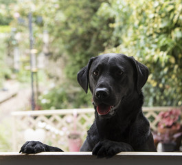 labrador