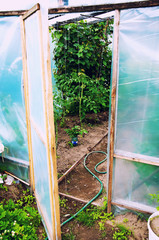 Entry to the greenhouse in the garden