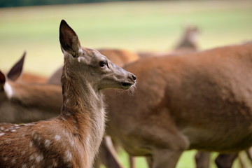 stolzes kleines Reh, Hirschkalb im Portrait