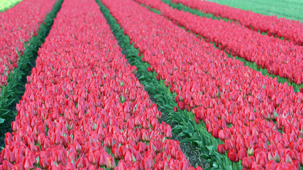 Tulip Flower Fields