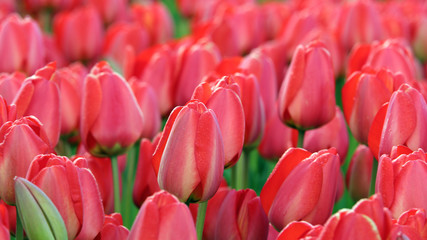 Red Tulip Field