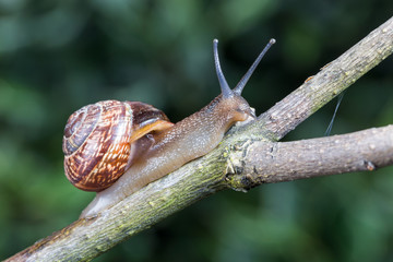 Little garden snail crawling on a branch