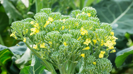 Yellow broccoli flower in the vegetable garden.
