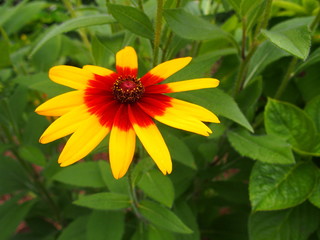 ルドベキアの花