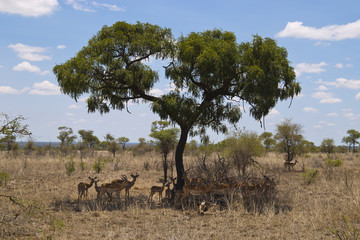 Fototapeta na wymiar Antelopes in the kruger national park South Africa