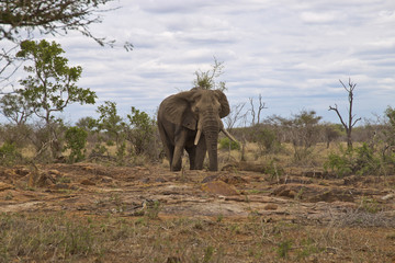 Elephant in the kruger national park South Africa