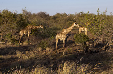 Naklejka na ściany i meble Giraffes in the kruger national park South Africa