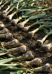 にんにくの収穫