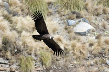 condor andino en vuelo