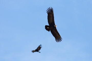 condor andino en vuelo