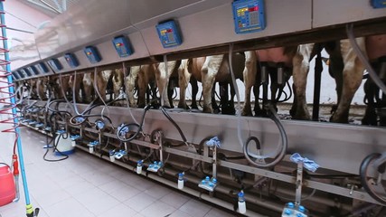 automated milking of cows