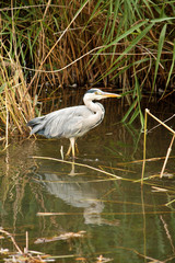 Gray Heron