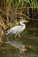Gray Heron