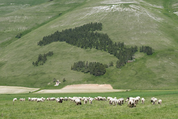 Fototapeta premium The Flowering of Lentils 2016 Castelluccio di Norcia in the Sibillini Park