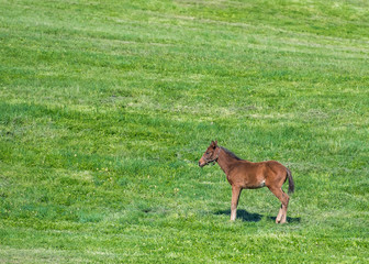 Naklejka na ściany i meble Brown Foal Stands in Green Field