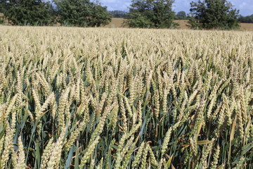Weizenfeld mit Weizenähren
