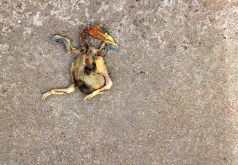 carcass of dead chicken