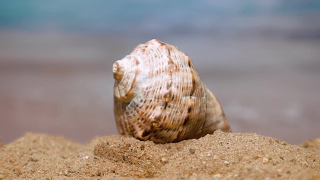Spiral shell on the beach on a sunny day on a background of ocean waves. Closeup