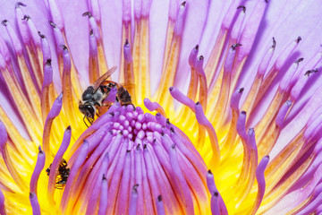 Bees on lotus flower with close up