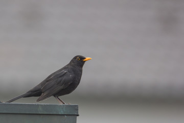 Amsel, Männchen beobachtet die Umgebung