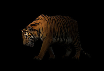 Fototapeta na wymiar bengal tiger in dark background