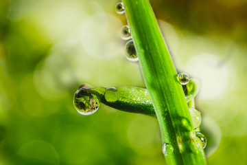 Dew  drops on  green   grass  leaves