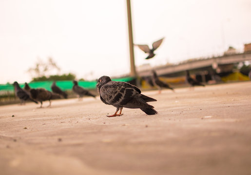 Rock pigeon