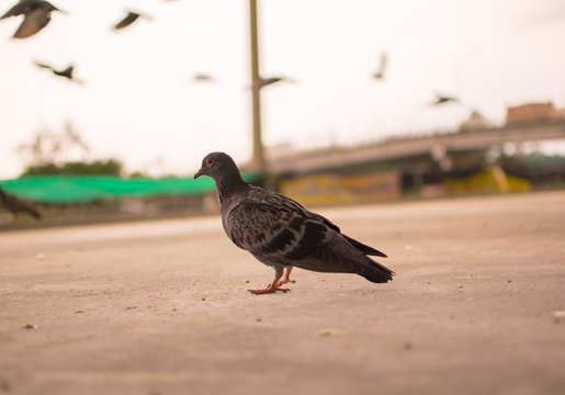 Rock pigeon