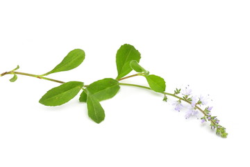 Veronica officinalis isolated on white background