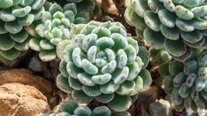 Obraz premium Succulent Cactus Plant In a Garden