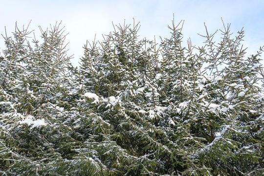 Fir trees in snow.