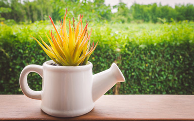 small watering can with a plant
