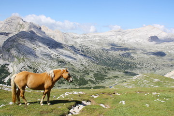 Fototapeta na wymiar Wild horse grazing in mountain meadows Dolomiti FANES