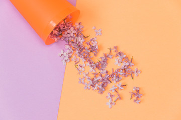 Flat lay set: Lilac flowers poured from a glass on pastel background. Top view.