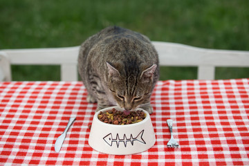 Kitten eating cat food,cat dinner at the table
