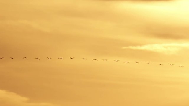 Flamingos flying high above at amazing summer sunset