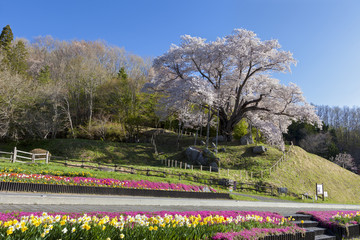 越代の桜