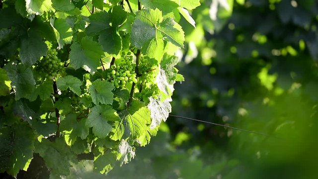 Young grape of vine with morning lights