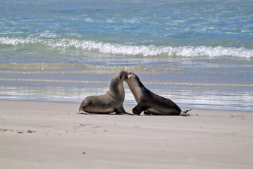 Australia, SA, Kangaroo Island, 