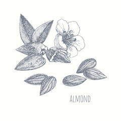Almond. vector hand drawn illustration with nuts, leaves and flower