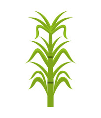 Obraz premium sugar cane isolated icon design