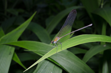 A colorful dragonfly in Thai forest