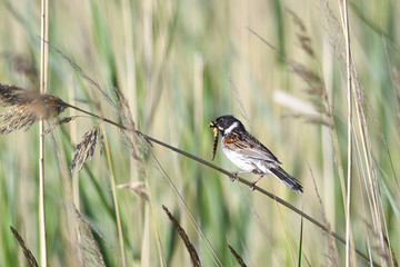 Rohrammer (Emberiza schoeniclus)