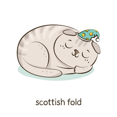 Scottish fold. Cat character isolated on white
