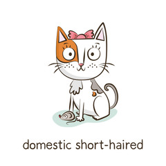 Domestic short-haired. Cat character isolated on white
